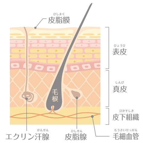 健康的皮膚|皮膚の構造と働き｜正しい知識を押さえてスキンケア 